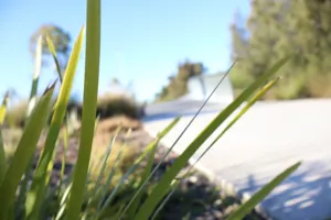 2025-06-21 Bartons Park - IMG_2472_compressed_q50.webp